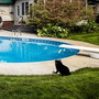 Aberto Design Frog 01 Negro